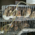 Good Price Used Quail Cages and Equipment For Sales